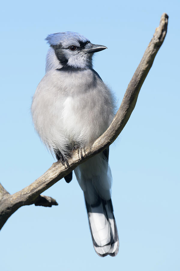 Blue Jay and blue sky by Jan Luit