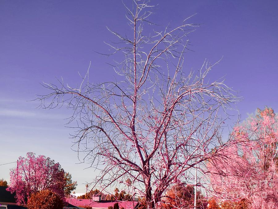 Branches Photograph by Zshop -