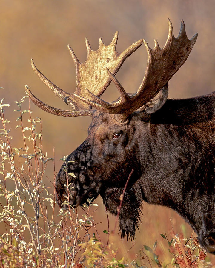 Bull Moose Portrait by Jack Bell
