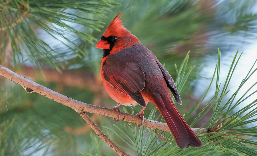 Cardinal in a Pine Tree Digital Art by All Things - Pixels