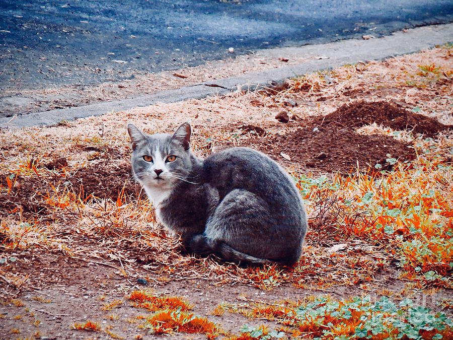 Cat Photograph by Zshop -