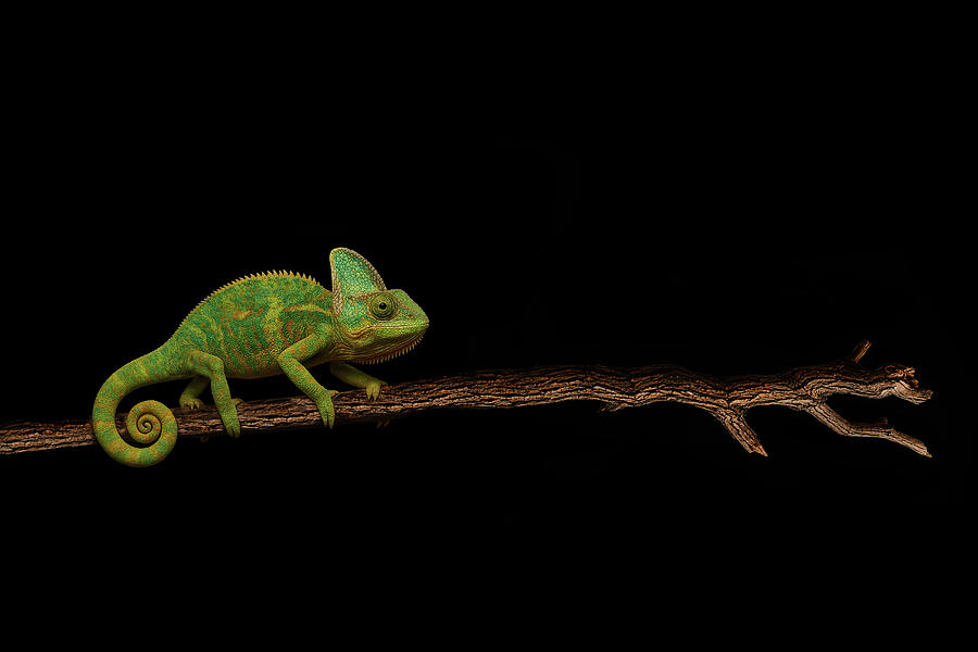 Chameleon by Mark Rogan