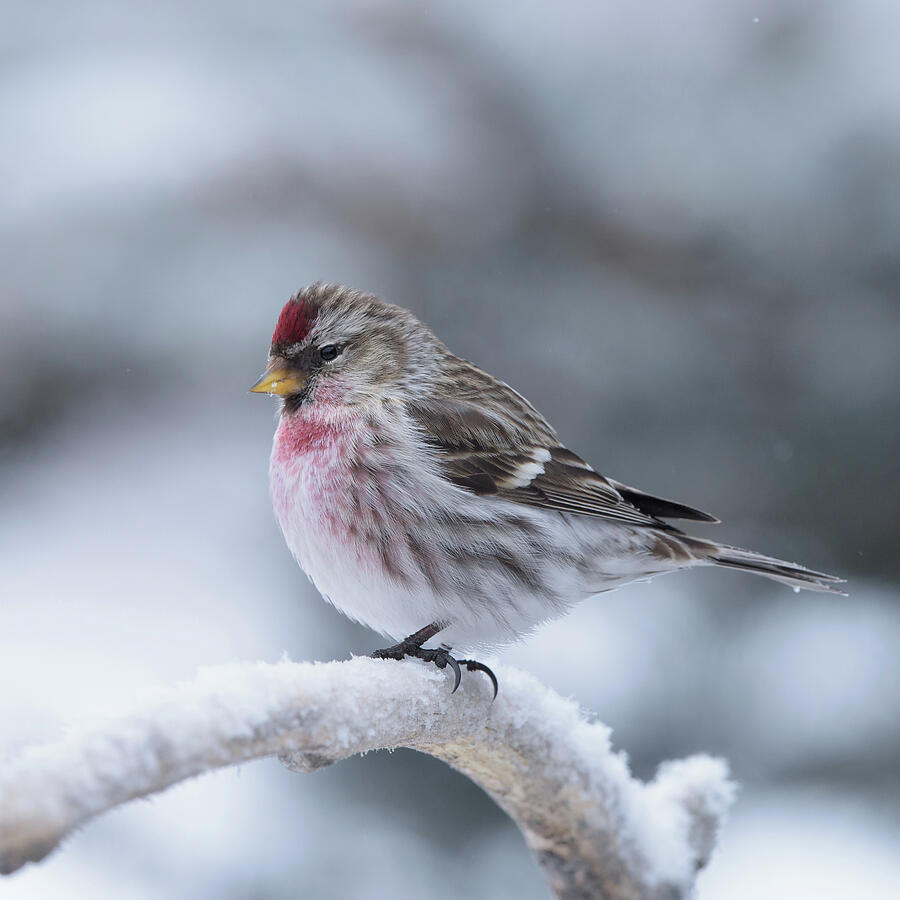 Common Redpoll on a branch with snow square by Jan Luit
