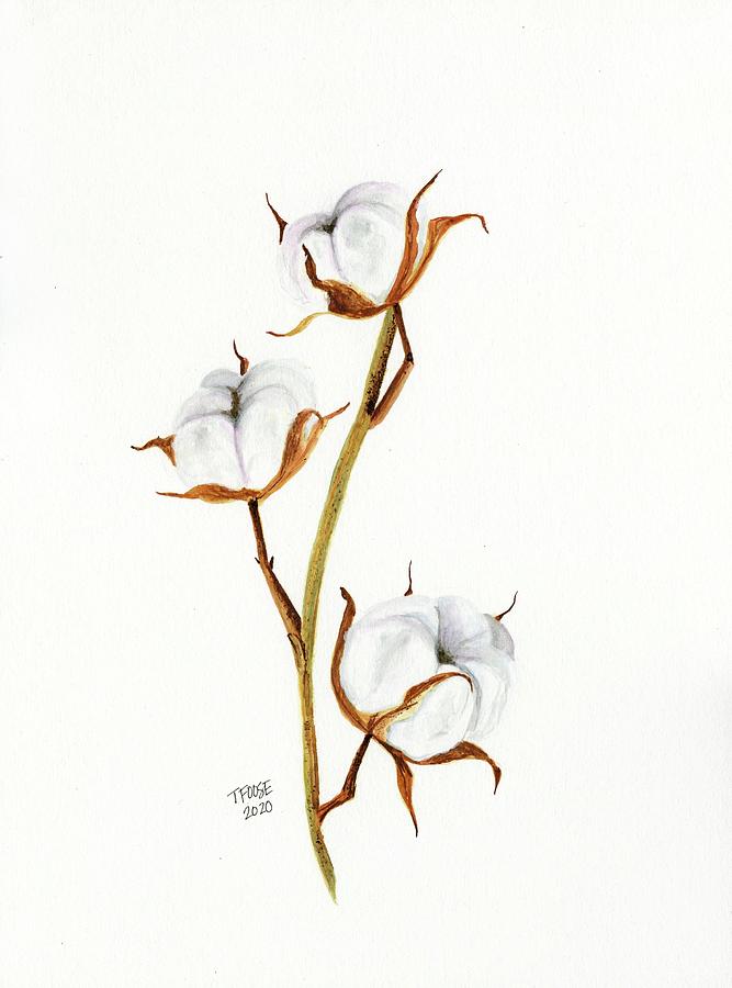 Cotton Plant by Taphath Foose