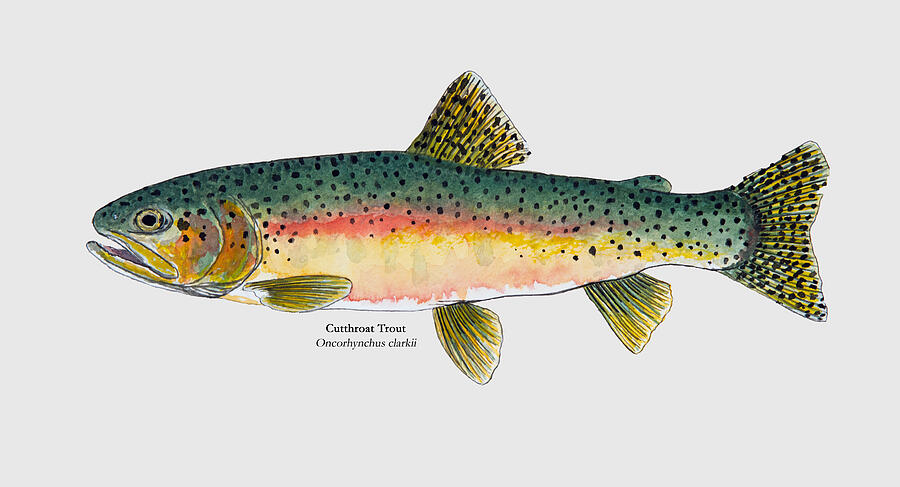 Cutthroat Trout Painting Painting by Stephen Emms - Pixels