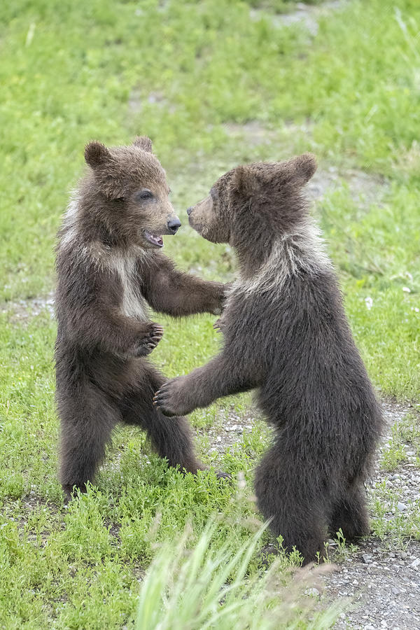 Dancing Baby Bears by Mark Kostich