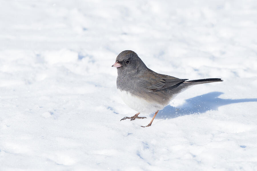 Dark-eyed Junco on snow by Jan Luit
