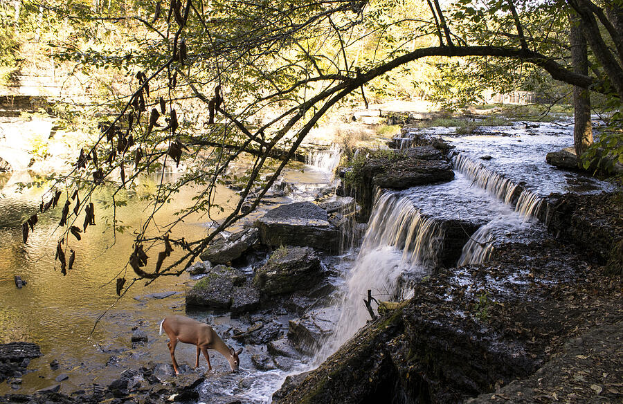Deer by the Waterfall Photograph by Joshua Katcha - Pixels