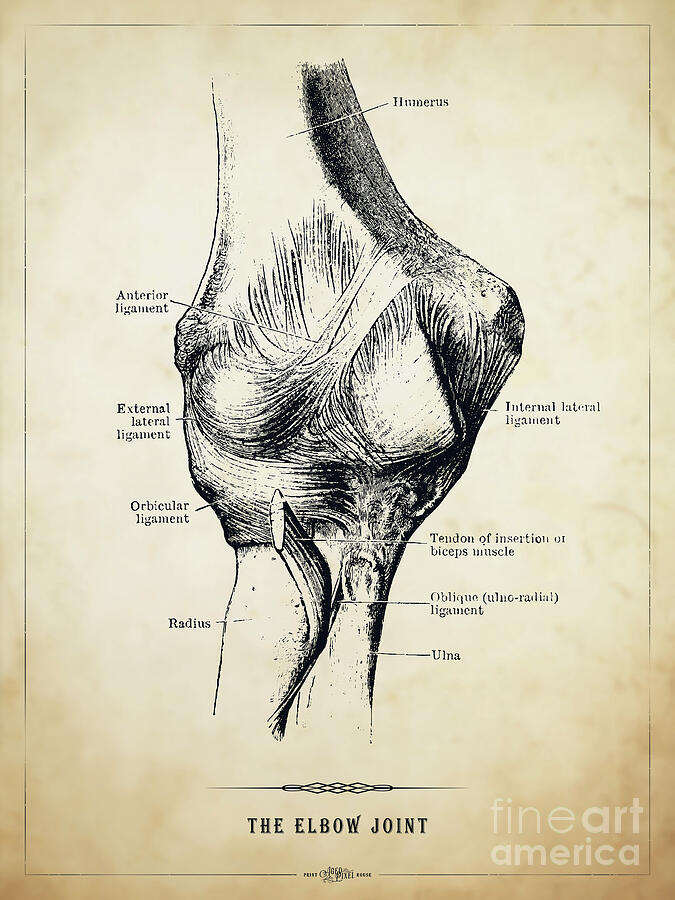 Elbow Joint Anatomy by Aged Pixel