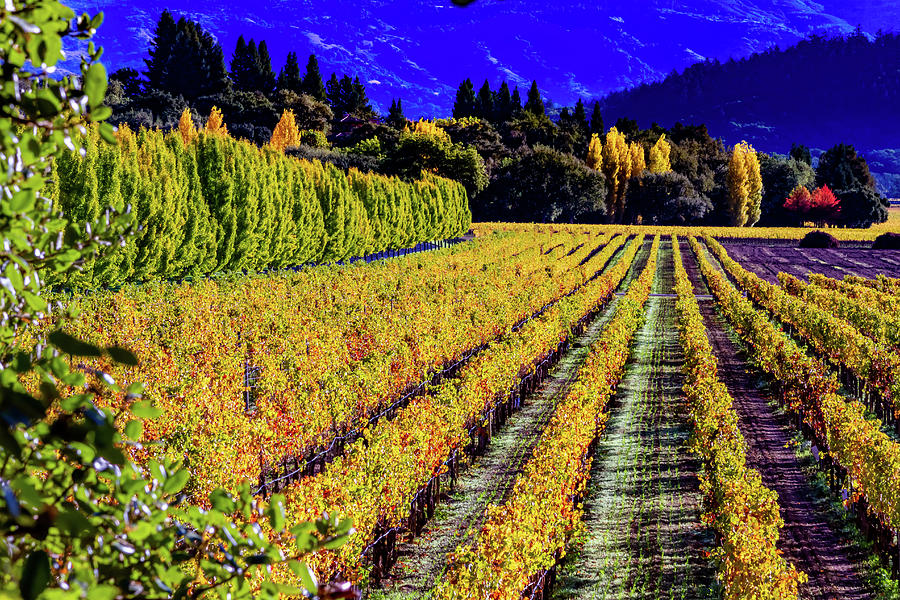 Fall Color Napa Style by Bill Gallagher