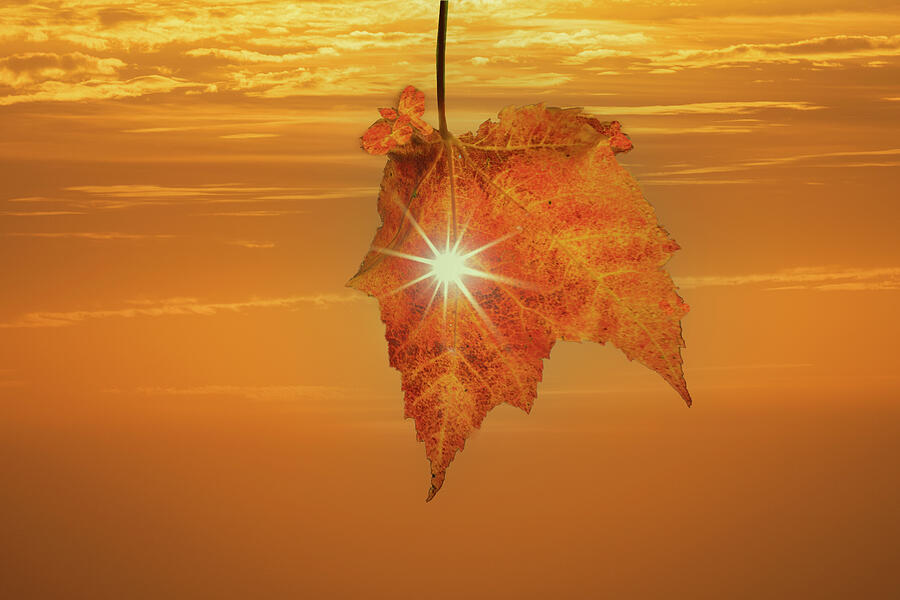 Fall orange colors by Dan Friend