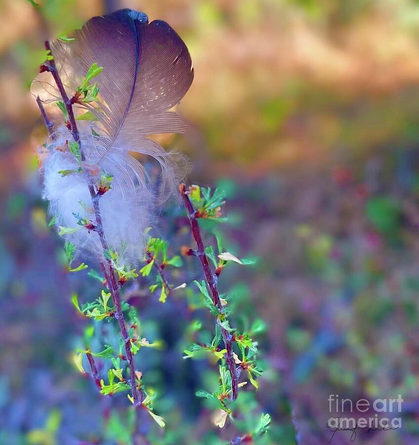 Feather on Spring Twig by Jennifer Lake