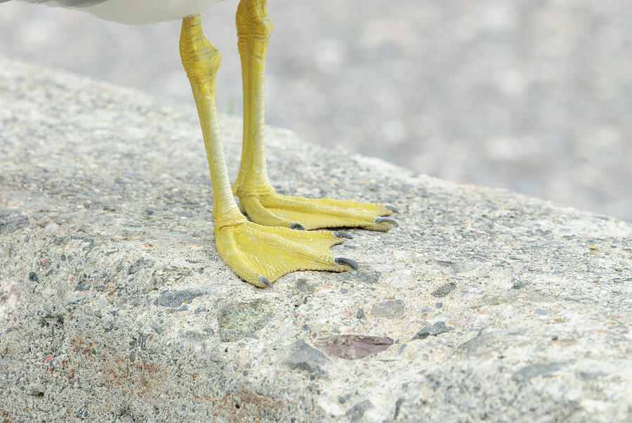 Feet by Jan Luit