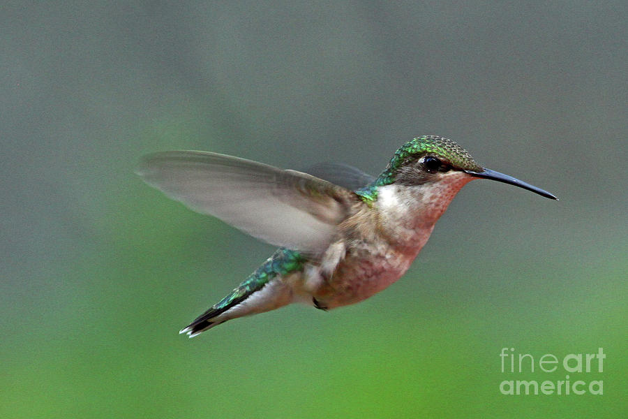 Female Ruby Throat by Butch Lombardi