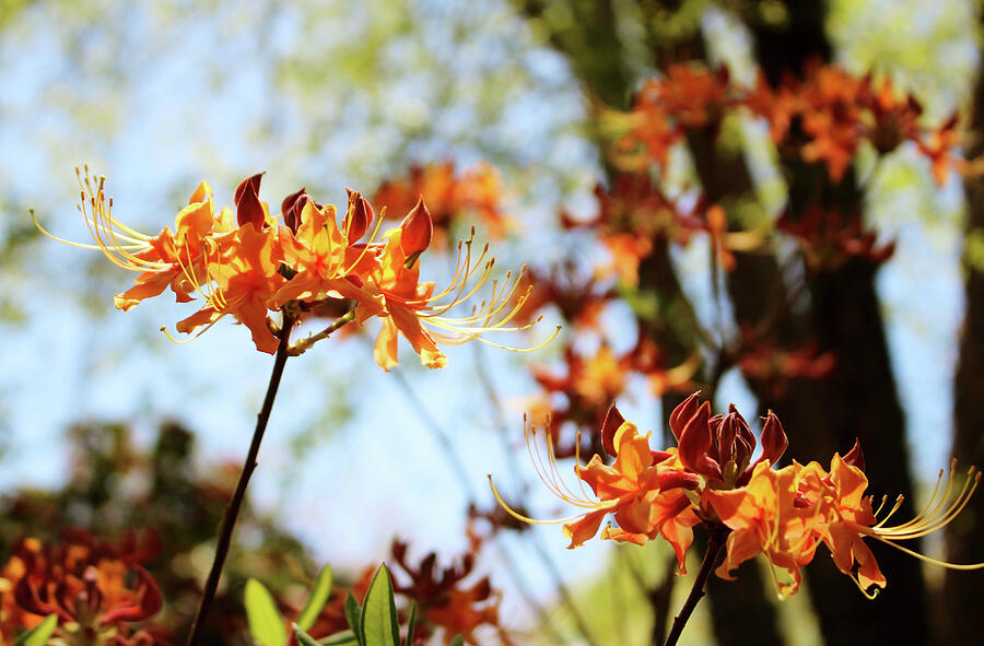 Flame Azalea Photograph by Cynthia Guinn - Pixels