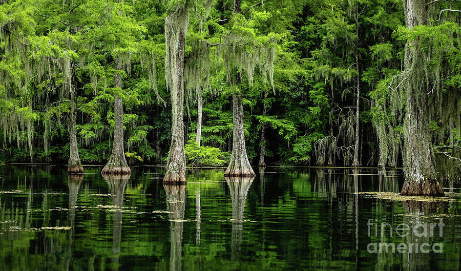 Florida Cypress Swamp Scene