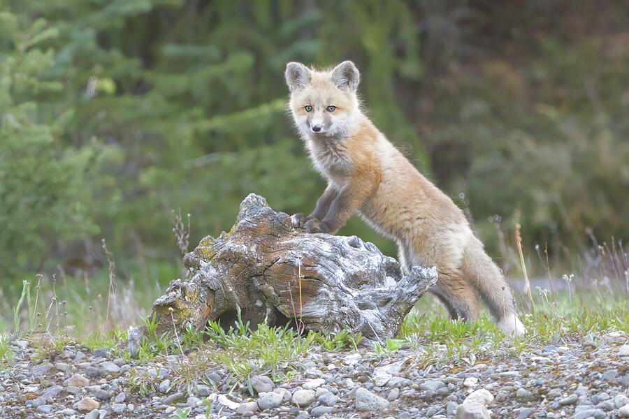 Fox Kit posed front feet up on a log by Isabella Smedley