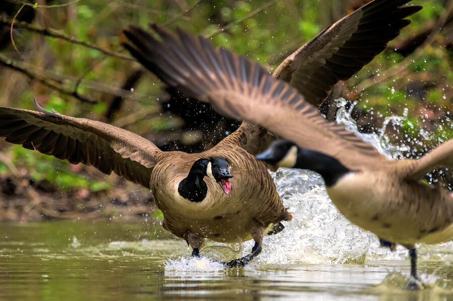 Going after fellow geese by Dan Friend