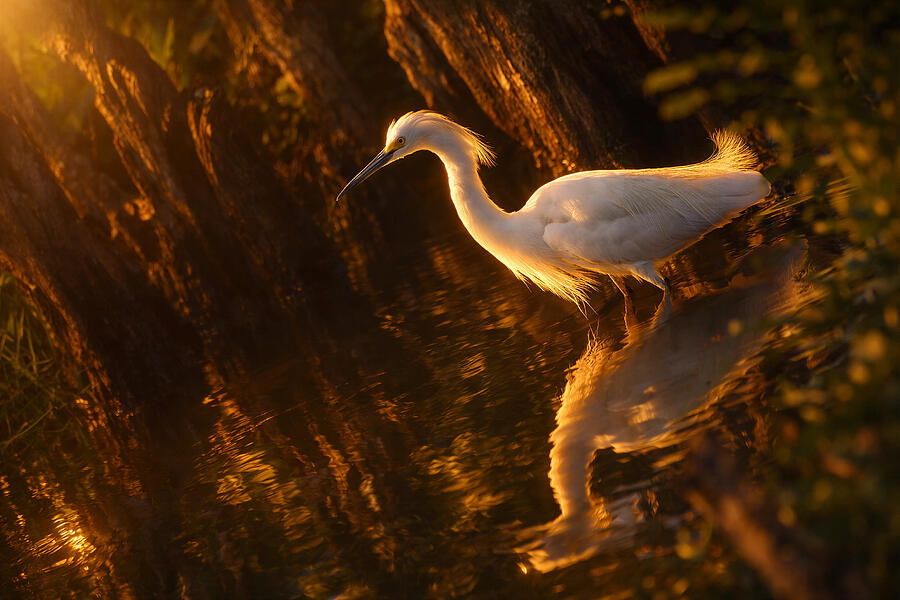 Golden Reflection Snowy Egret