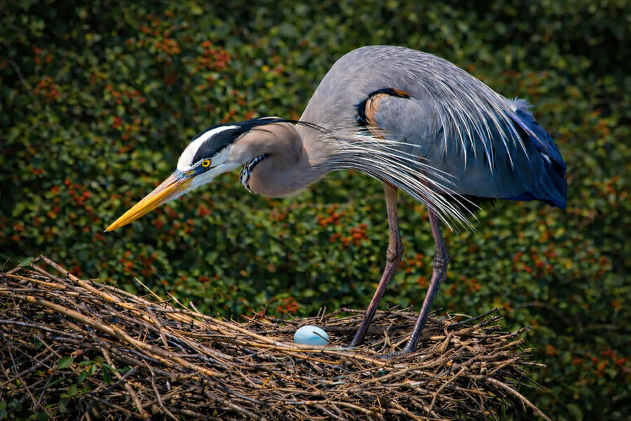 Great Blue Heron Guarding Nest