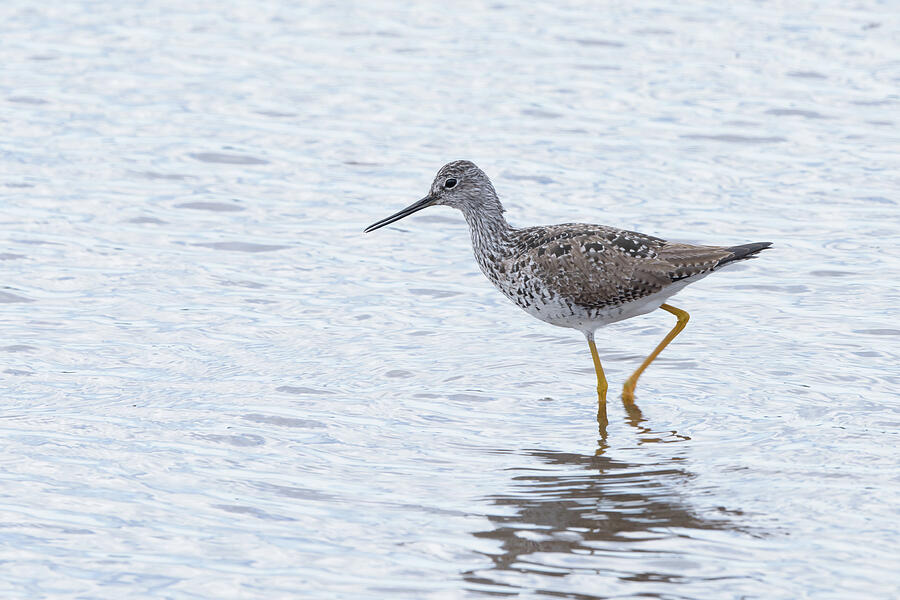 Greater Yellowlegs walking through water. by Jan Luit
