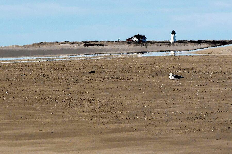 Gull Guard by David Wennerberg