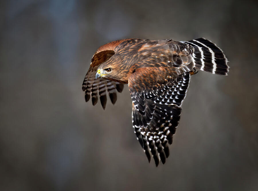 Hawk in Flight Photograph by Art Cole - Pixels
