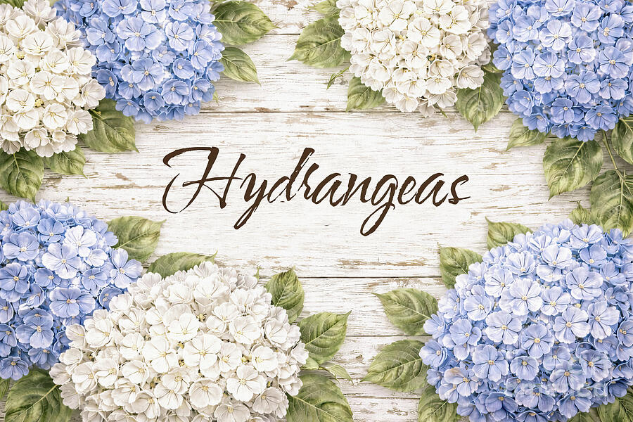 Hydrangeas Rustic Sign by Tina LeCour