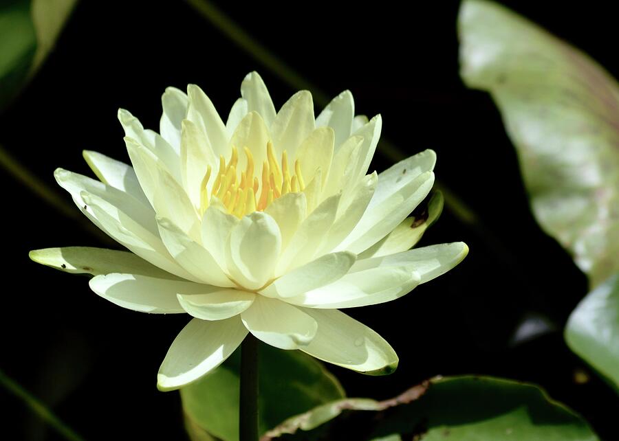 Large Fragrant Water Lily by Warren Thompson