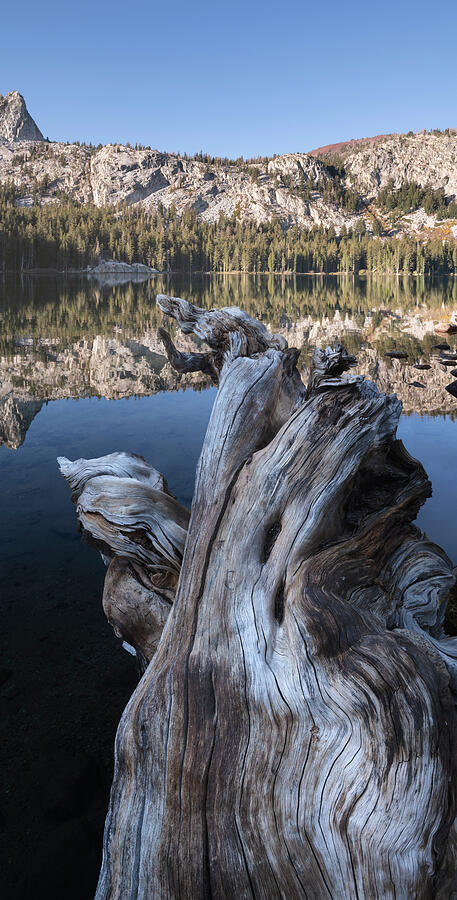 Large Root along Lake George by William Dunigan