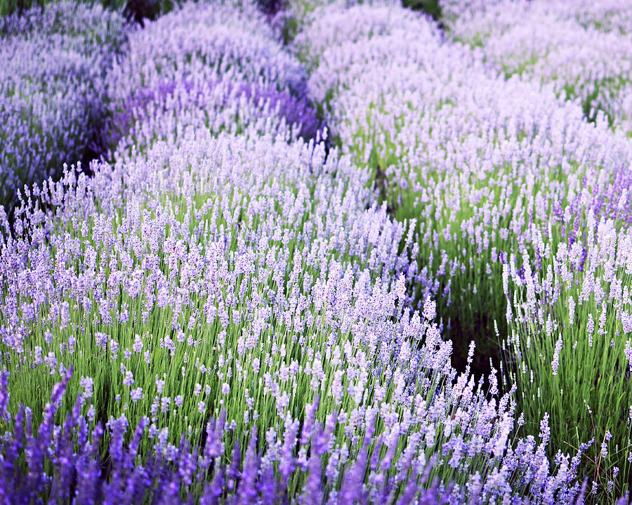 Lavender Blue by Lupen Grainne Photography