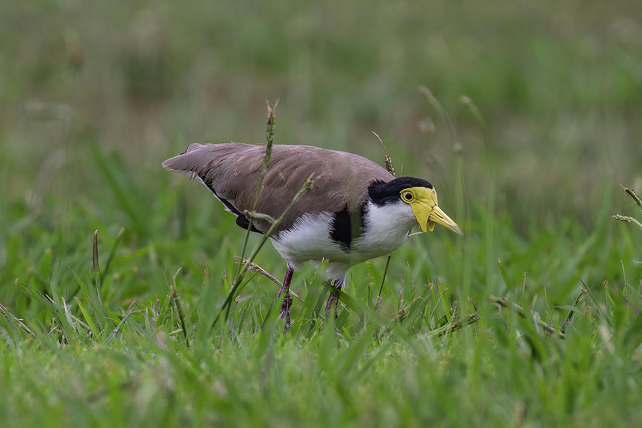 Masked Lapwing or Spur-winged Plover Photograph by John Haldane - Pixels