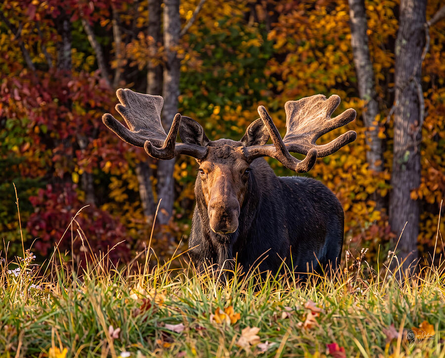 Moose Among Autumn Trees by Jan Mulherin