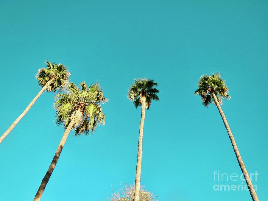Palm Trees Photograph by Zshop -