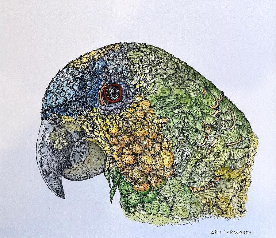 Parrot 1 by Daniel Butterworth
