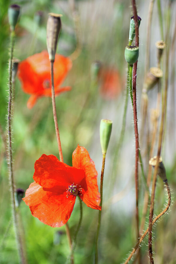 Poppy Generations Photograph by Kasia Design - Pixels