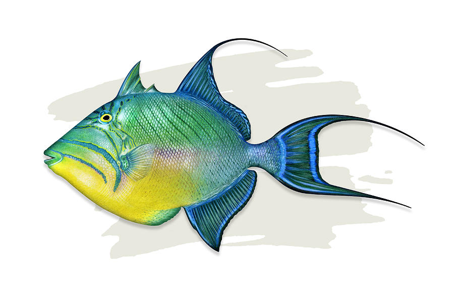 Triggerfish Drawing