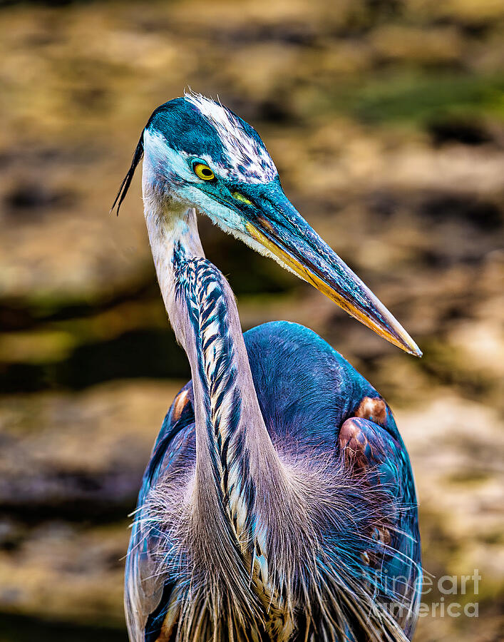 Quizzical Blue Heron by Nick Zelinsky Jr