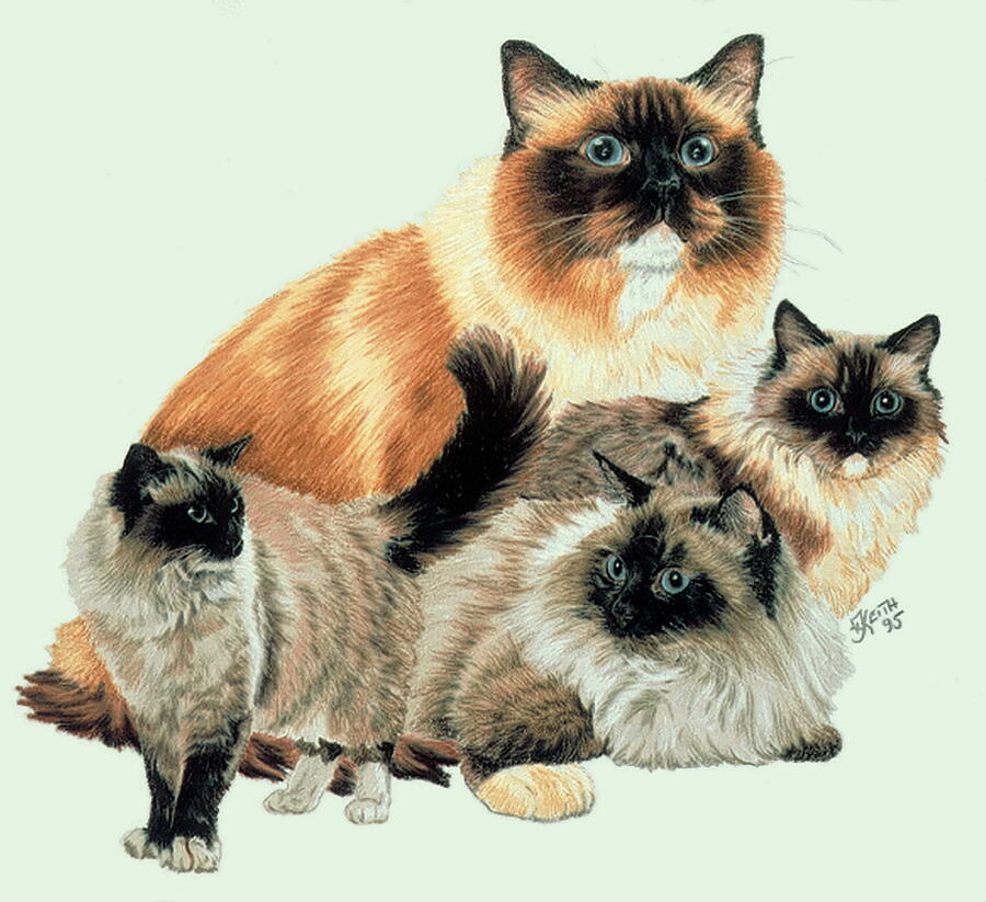 Ragdoll Collage by Barbara Keith