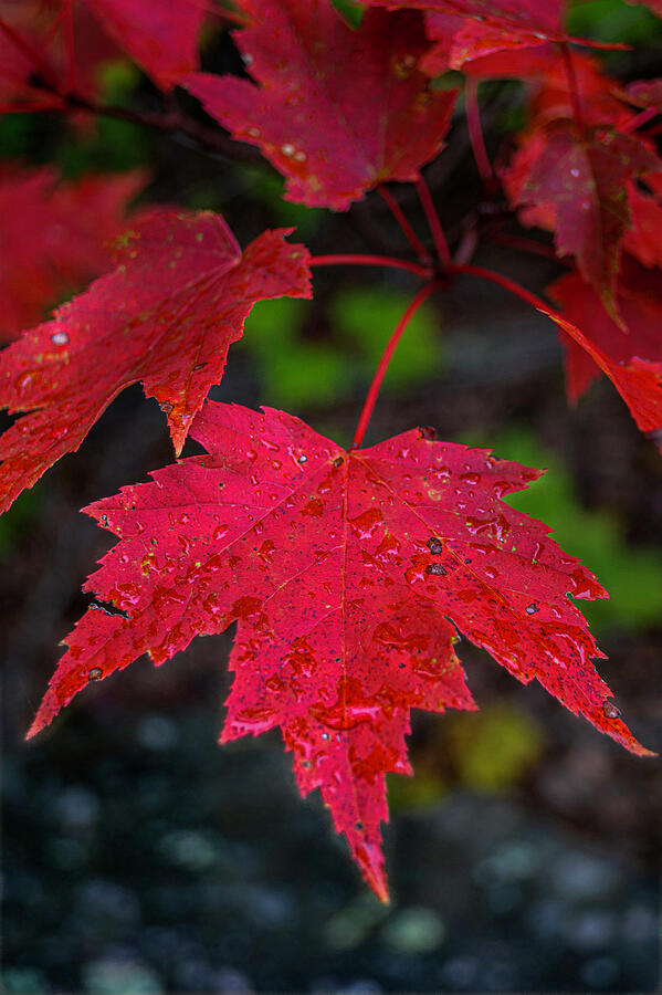 Red Wet Maple Photograph by Craig David Morrison - Pixels