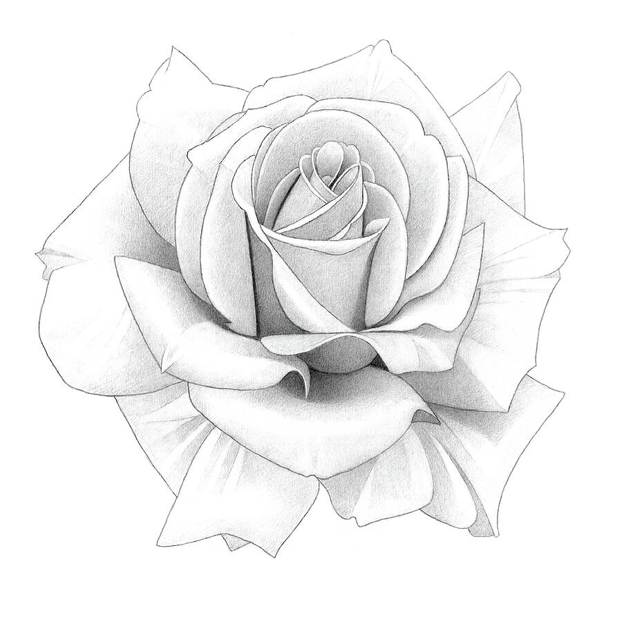 Rose Pencil Drawing 51 by Matthew Hack