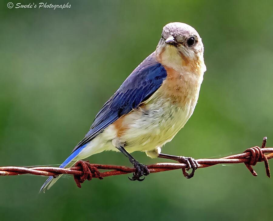 Rust and Feather Photograph by Coy Pearson - Pixels