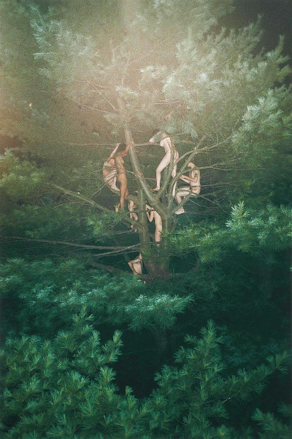Ryan McGinley Tree by Dan Hill Galleries