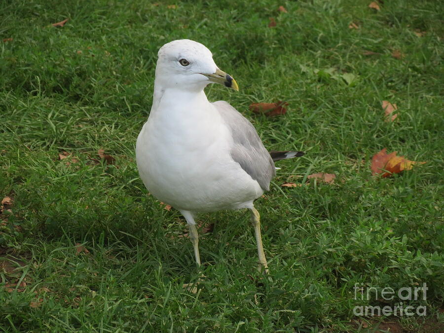 Seagull on Green Grass Photograph - Seagull on Green Grass by Zshop -