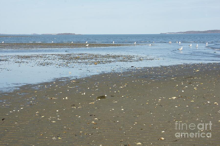 Seagulls on a Sandy Beach by Adam Gladstone