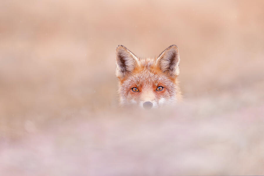 Shy Fox Photograph by Roeselien Raimond - Pixels