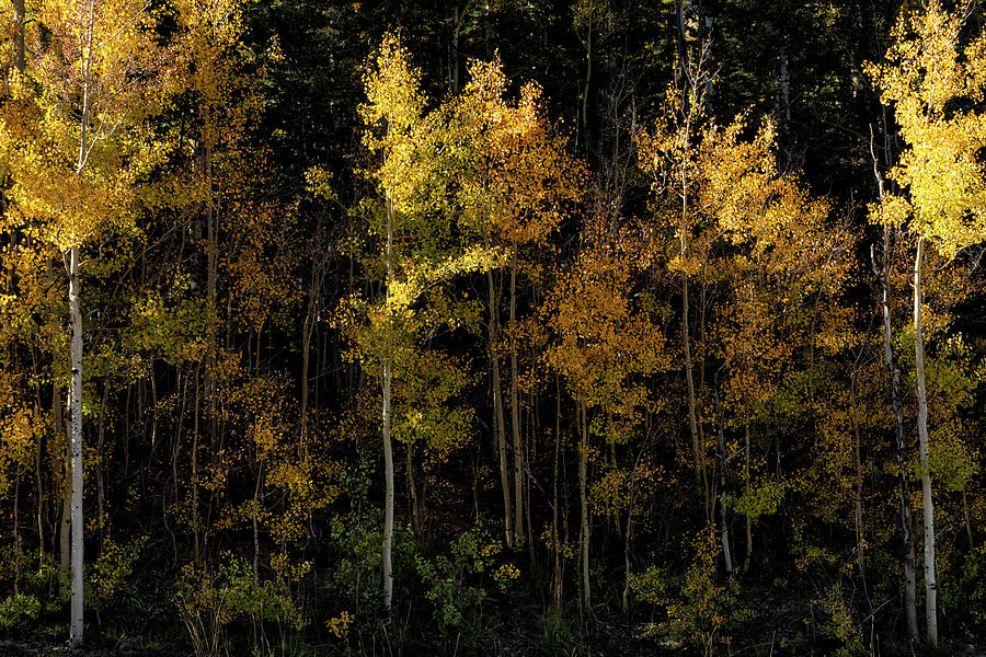Sparkling Aspens by Denise Bush