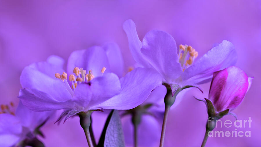Spring Blossoms by Wafa Dahdal