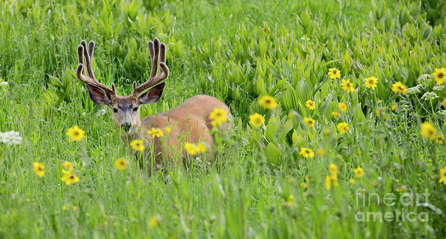 Spring Bounty by Kirk Siegler