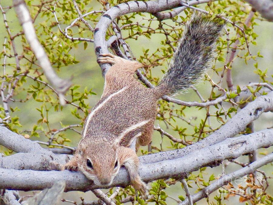 Squirrel Climbing on Tree Branch Photograph - Squirrel Relaxing on the branches by Zshop -